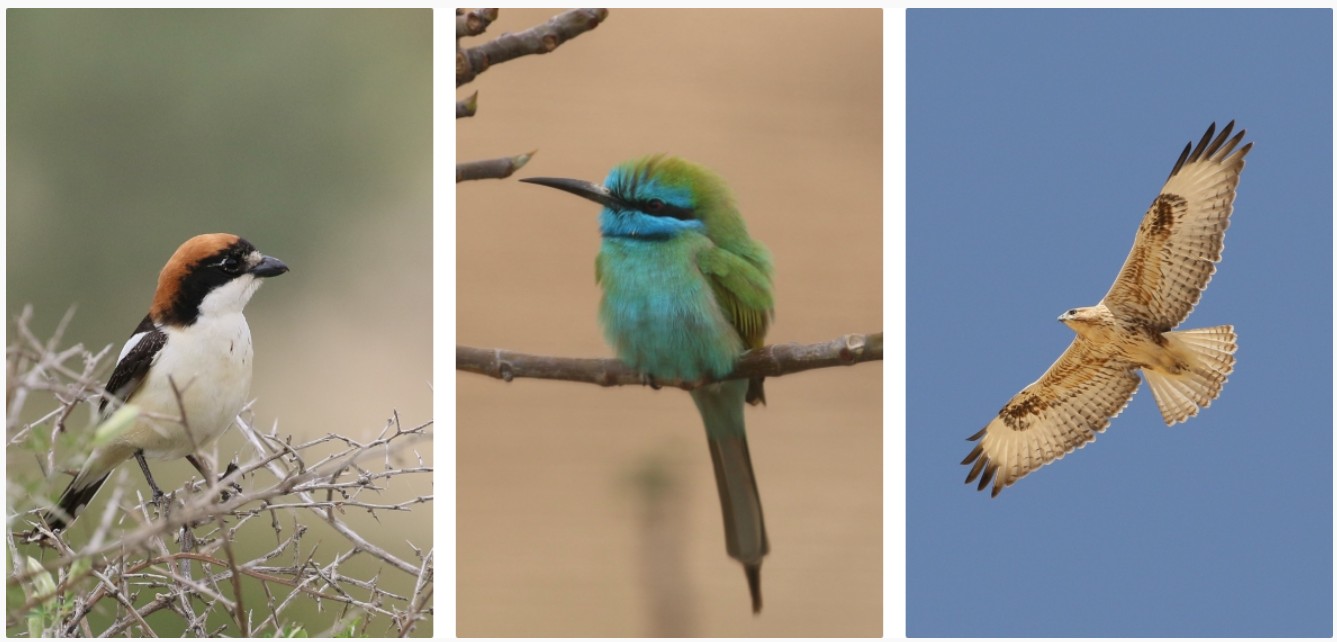 Tour avventurosi in Giordania: escursionismo, trekking, ciclismo, birdwatching e passeggiate a cavallo